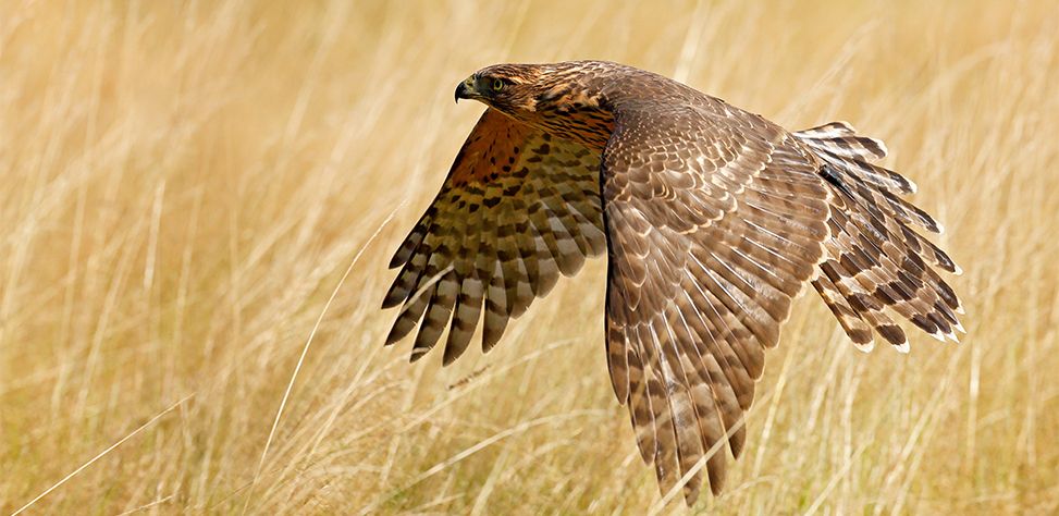 Even The Birds Are Sending SMS Messages 8 SMS messages